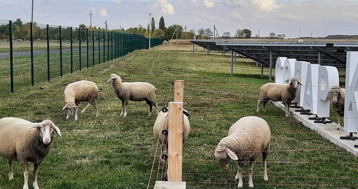 Поле з подвійною користю: що таке агрофотовольтаїка й чи готова Україна впроваджувати її