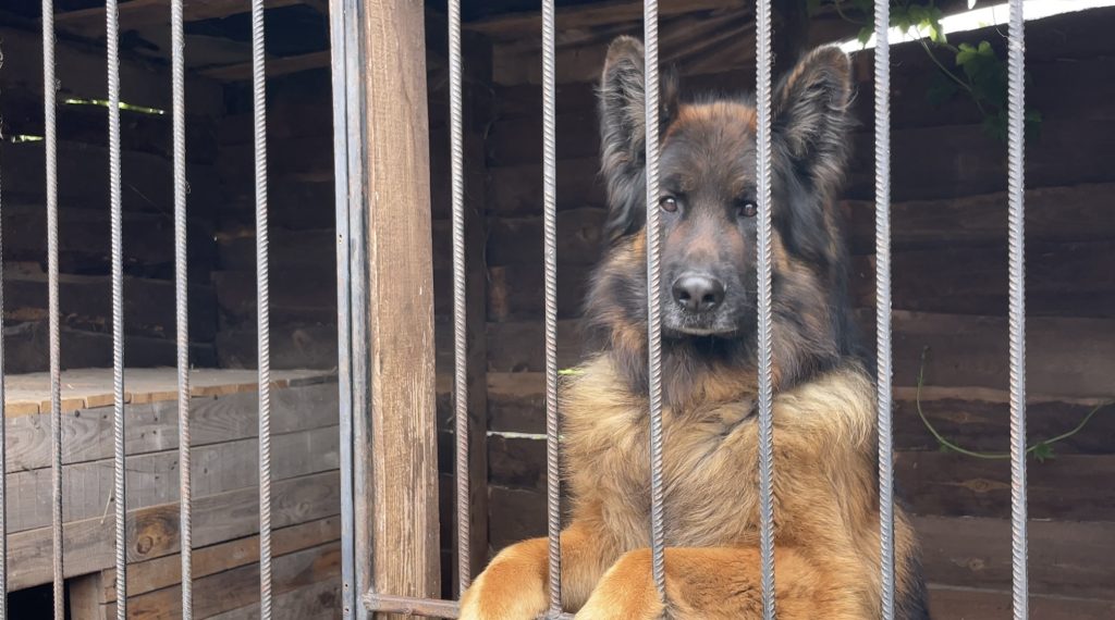 Як харківська родина створила Дім порятунку тварин на Полтавщині 2 Пес Родік